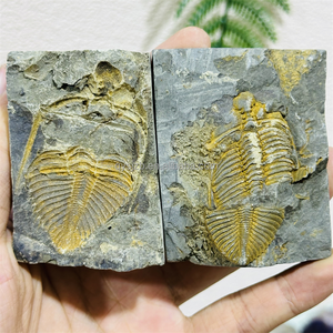 Un Par de Fósiles de Trilobites Coronocephalus, Especímenes Marinos del Silurio para Investigación Geológica, Exhibición Paleontológica de Escritorio - Product Image 3