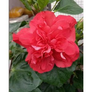 Variété d'Hibiscus mutabilis facile à cultiver pour la décoration des jardins fleuris et l'aménagement extérieur - Product Image 5