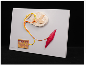 Medizinisches Lehrmodell Anatomie Menschlicher Nerv Rückenmark-Modell Zentralnerven-Reflexbogen-Modell - Product Image 4