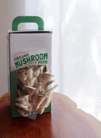 Kits de culture de champignons huîtres en boîte de papier, très demandés, pour la production de mycélium de Pleurotus Ostreatus vert