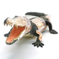 Modèle de crocodile 4D Master éducatif à assembler, 26 pièces, en plastique simulé, pour l'enseignement anatomique médical des organes