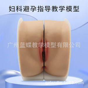 Modèle réproductif féminin, col de l'utérus, utérus, vagin, ovaires, examen gynécologique, enseignement sur la confidentialité reproductive, modèle souple 1:1 - Product Image 1