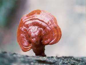 Chinese In Het Wild Gekweekte <span class=keywords><strong>Reishi</strong></span>-Paddenstoel Lucide Ganoderma Private Label Verse Rauwe Gekweekte Shiitake-Paddenstoelen Natuurlijke Gezondheidstinctuur - Product Image 3
