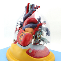 Modèle médical du cœur, des poumons, de la trachée et du système bronchique humain, pour la chirurgie thoracique, la cardiologie et le système respiratoire