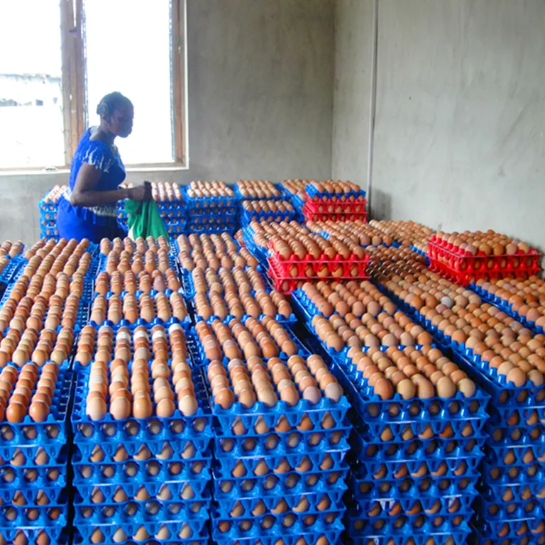 Bandeja de ovos de pvc de 30 furos, melhor venda, plástico para venda