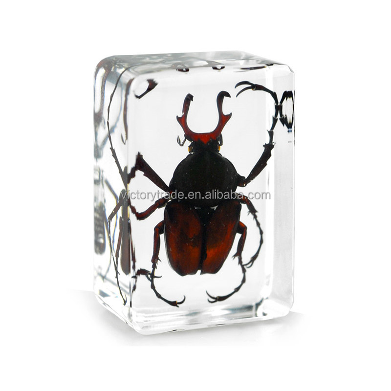 V-SZ019 Wholesale embedded real insect specimen paperweight bug in resin