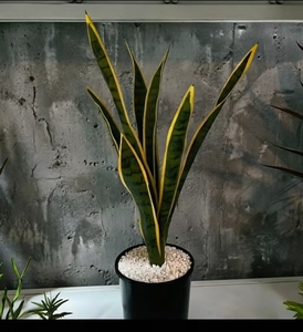 Planta en maceta 'Mother in Law Tongue' purificadora <span class=keywords><strong>de</strong></span> aire para interiores, <span class=keywords><strong>de</strong></span> bajo mantenimiento, decoración para el hogar, oficina, jardín, follaje ornamental. - Product Image 3