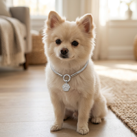 Ensemble de colliers de luxe pour chien avec logo personnalisé, OEM ODM, laisse pour animal de compagnie scintillante, accessoires pour animaux de compagnie en marque privée, directement de l'usine, faible MOQ