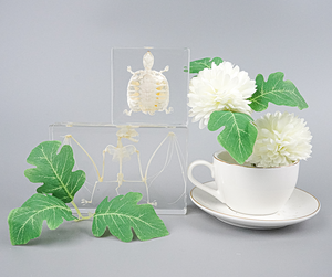 Garantía <span class=keywords><strong>de</strong></span> calidad <span class=keywords><strong>Esqueleto</strong></span> <span class=keywords><strong>de</strong></span> murciélago en resina Especímenes naturales Resina Artesanía Oddities Colección Espécimen <span class=keywords><strong>de</strong></span> hueso - Product Image 6