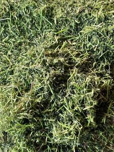 Heno de Alfalfa Premium para Ganado – Ensilaje de Alta Calidad para Vacas, Caballos, Ovejas y Cabras - Product Image 2