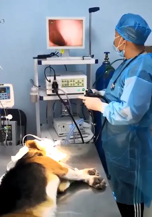 EUR PET Precio al por mayor Endoscopio veterinario Equipo de Clínica Veterinaria Endoscopio Animal Endoscopio para mascotas
