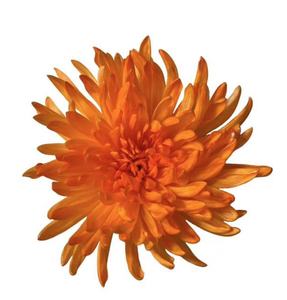 Colorants acides en gros Lie Chen, colorant orange GLN, pigments en poudre jaunâtre-brun pour vêtements en soie, CAS 61968-66-9 - Product Image 3