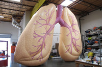 Poumons gonflables géants en PVC avec modèle de tube pulmonaire, modèle de poumons gonflables réalistes, ballon