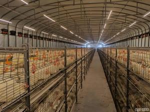 Customized Livestock Building Steel Poultry <b>Prefab</b> <b>Houses</b> Steel Structure Fully Automated Chicken Poultry <b>House</b> - Product Image 6