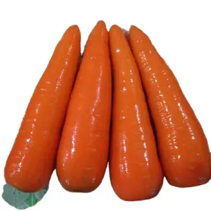 中国新鲜胡萝卜100% 有机包装纸箱胡萝卜散装出口价格