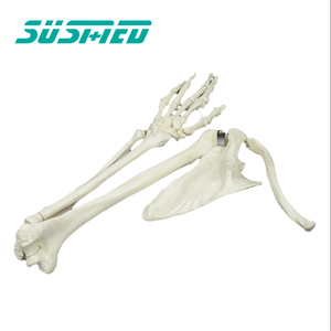 Медицинская обучающая модель человеческого скелета на руку с костью верхней конечности - Product Image 5