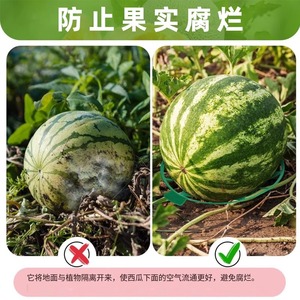 Soporte de plástico verde para sandía, bandeja para melón, estante de cultivo para jardín - Product Image 5