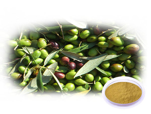 Populaire Olijfbladextract 5%-80% Oleuropein Hplc Hydroxytyrosol 5% 60% - Product Image 6