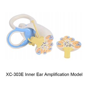 דגם אנטומיה של אוזן אנושית XC-303D, דגם לימוד אנטומי לאוזן למטרות חינוך - Product Image 5