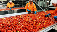 Volledig automatische tomatenverwerkingsinstallatie met PLC-besturing en continue verwerking voor hoogwaardige tomatenproducten