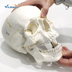 Modelo de <span class=keywords><strong>Cráneo</strong></span> Desmontable para Adultos, Modelo de Anatomía Ósea de PVC para Entrenamiento Educativo en Hospitales - Product Image 2