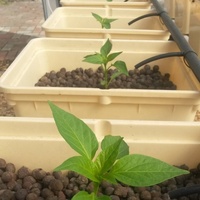 NatureHydro Pots hydroponiques carrés modernes en PP durables pour l'agriculture intérieure et l'utilisation en serre Capacité 11L/24L/32L