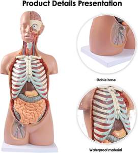 Modelo de Anatomía del <span class=keywords><strong>Cuerpo</strong></span> <span class=keywords><strong>Humano</strong></span>, <span class=keywords><strong>Muñeco</strong></span> con 17 Partes Extraíbles, Modelo de Torso Anatómico de Tamaño Real sin Género - Product Image 5