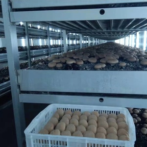 رفوف زراعة عيش الغراب من الألومنيوم - Product Image 3