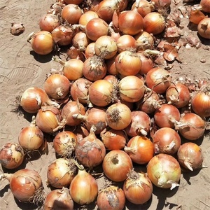 Verduras Frescas chinas, precio barato, cebollas amarillas frescas, Exportación al mercado australiano - Product Image 5