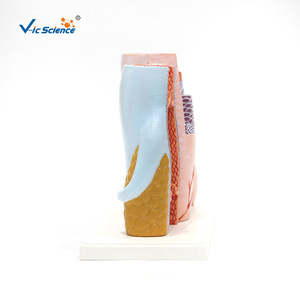 Modèles d'artères et de veines, modèles anatomiques agrandis, modèles anatomiques de la structure vasculaire, modèles médicaux - Product Image 2
