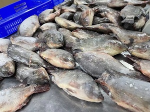 Tilapia Intera Fresca Congelata Premium Nera, Pesce Intero Congelato per Ristoranti e Vendita al Dettaglio - Product Image 4