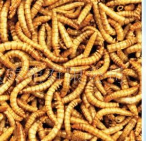 Alimento Seco para Reptiles y Aves: Camarones Secos, Tortugas, Salamandras, Ranas y Lagartos, Alto en Proteínas y Nutritivo - Product Image 5