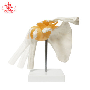 Modelo funcional de articulación del hombro FRT026, modelo de esqueleto humano, modelo de articulación del hombro con ligamentos, modelo esquelético - Product Image 3