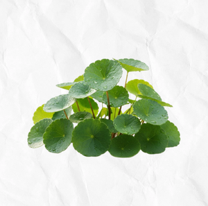 TW Centella PDRN 100 ppm, Extracto de Planta de Alta Potencia, Materia Prima Cosmética, Extracto de Centella Asiatica con PDRN 100 ppm - Product Image 3