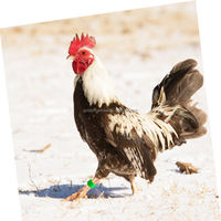 Yyc réglable poulet pied anneau étiquettes poulet poule jambe pince bande poussin pied anneau étiquette poulet jambe anneau