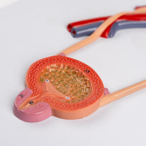 Modèle d'organe humain de simulation réelle du système urinaire, de l'urètre et de l'anatomie rénale, équipement pédagogique - Product Image 3