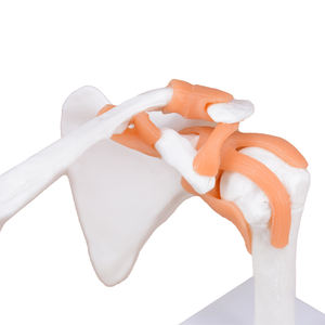 Modelo de articulación de <span class=keywords><strong>hombro</strong></span> de <span class=keywords><strong>esqueleto</strong></span> anatómico <span class=keywords><strong>humano</strong></span> de tamaño real con ligamentos - Product Image 5