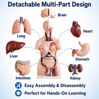 Modèle d'anatomie du torse humain avec structure interne claire des nerfs et des vaisseaux sanguins, idéal pour l'enseignement, la recherche et la démonstration
