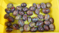 Hoge Kwaliteit Automatische Commerciële Fruitverwerking Zaadverwijderingsmachine Abrikozenprune Coring Pitting Destone Machine