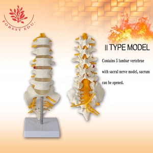 Modelo Lumbar 5 piezas 6 vértebras hueso FRT036 raíz nerviosa y lado derecho nervio sacro rama ciática herramienta <span class=keywords><strong>de</strong></span> enseñanza - Product Image 5