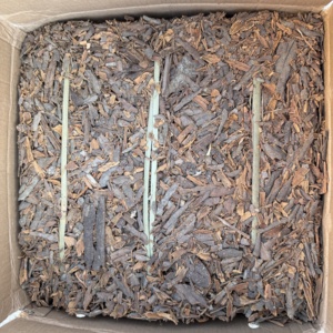 Premium kwaliteit Yongjiang Cassia Tube, rauw gedroogde enkelvoudige kruiden, kruidenstukjes, Guangxi geneesmiddel, 24 maanden houdbaarheid, bruin, laag. - Product Image 4