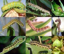 Lufenurón 40% + Emamectina Benzoato 5% WDG <span class=keywords><strong>Insecticida</strong></span> <span class=keywords><strong>Sistémico</strong></span> para Eliminar Orugas - Product Image 5