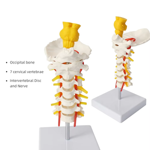 Modelo de columna cervical humana con arteria carótida FRT041, disco intervertebral occipital <span class=keywords><strong>posterior</strong></span> y modelo de <span class=keywords><strong>esqueleto</strong></span> de enseñanza nerviosa - Product Image 1