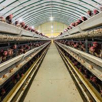 Cage à poulets de type A/H en acier galvanisé pour l'Afrique, équipement agricole automatique pour poules pondeuses, vente chaude