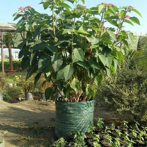 ถุงปลูกต้นไม้แบบใหม่ ผลิตจาก HDPE/LDPE ป้องกันรังสียูวี มีจำหน่ายหลายขนาด ทนทาน ใช้ซ้ำได้ สำหรับการปลูกพืชบนระเบียงและในโรงเรือน - Product Image 6