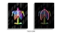 Tableau mural anatomique de la colonne vertébrale éclairé par LED, décoration médicale orthopédique pour clinique, tableau squelette 3D lumineux pour cabinet chiropratique