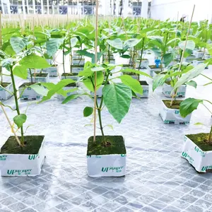 UPuper plant greenhouse hydroponic strawberry growing systems grow media hydroponic rock wool