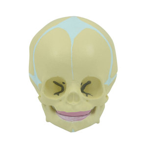 Modelo de cabeza fetal de 30 semanas de gestación DARHMMY con base para ciencia médica - Product Image 6