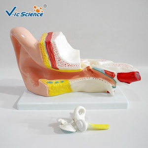 Modè<span class=keywords><strong>le</strong></span> d'oreille humaine <span class=keywords><strong>3D</strong></span> avancé <span class=keywords><strong>en</strong></span> plastique pour l'enseignement médical, avec points d'acupuncture, modè<span class=keywords><strong>le</strong></span> de <span class=keywords><strong>corps</strong></span> <span class=keywords><strong>humain</strong></span> - Product Image 3