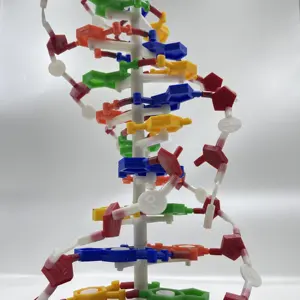 Modèle d'enseignement Modèle de structure à double hélice d'ADN Génétique biologique Instrument d'enseignement Formation médicale et modèle d'enseignement